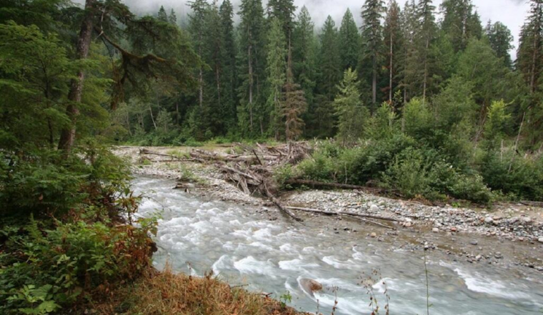 Reel Excitement as Cascade River Opens for Hatchery Spring Chinook Season in Skagit County