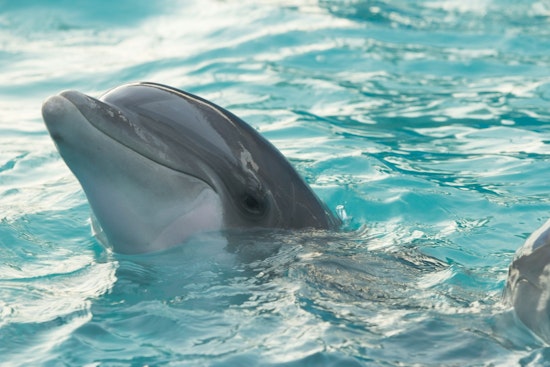 Rescue Attempt Turns Tragic as Dolphin Dies in Cape May County Creek