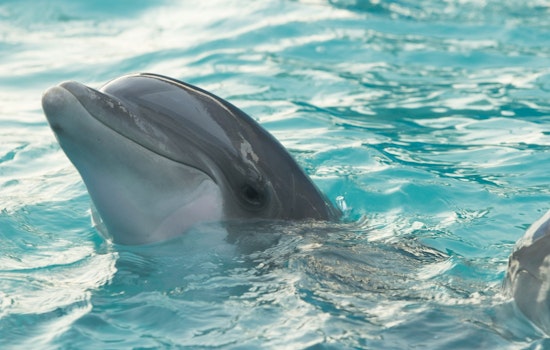 Rescue Attempt Turns Tragic as Dolphin Dies in Cape May County Creek