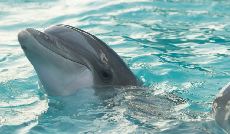Rescue Attempt Turns Tragic as Dolphin Dies in Cape May County Creek