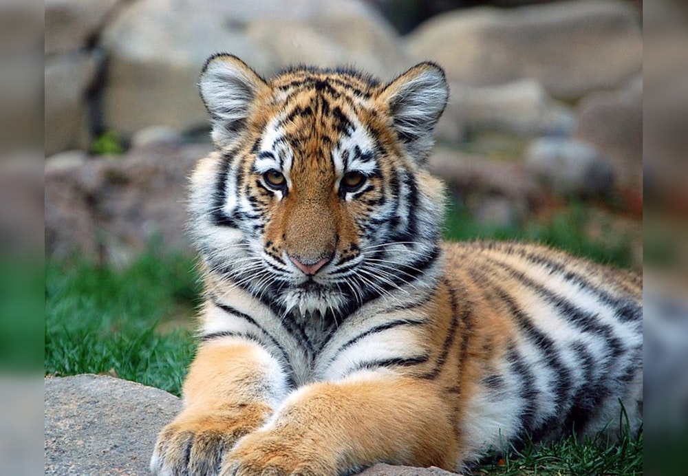 Rescued Phoenix Tiger Cub Indy Flourishes in Minnesota Sanctuary a Year After Being Seized