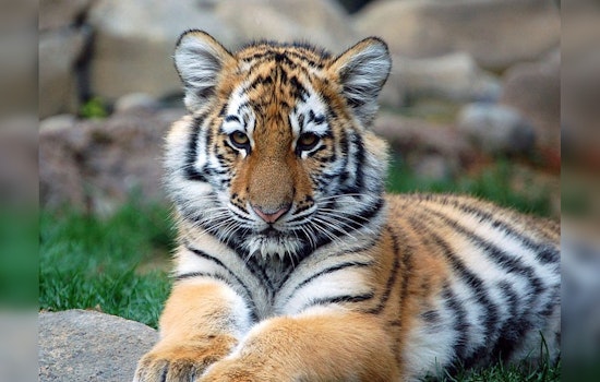 Rescued Phoenix Tiger Cub Indy Flourishes in Minnesota Sanctuary a Year After Being Seized