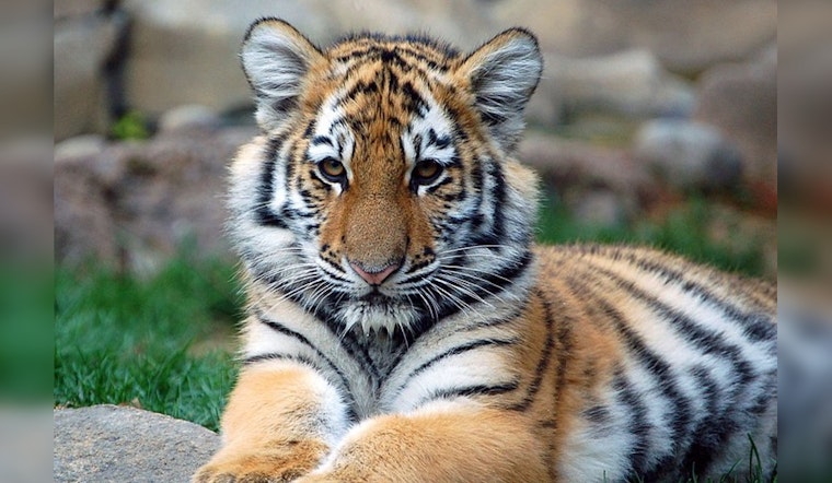Rescued Phoenix Tiger Cub Indy Flourishes in Minnesota Sanctuary a Year After Being Seized