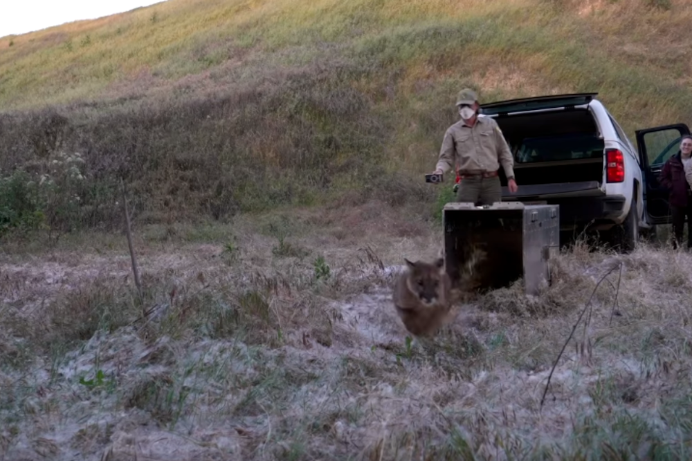 Resilient Mountain Lion Returns to Wilds of Central California After Remarkable Recovery