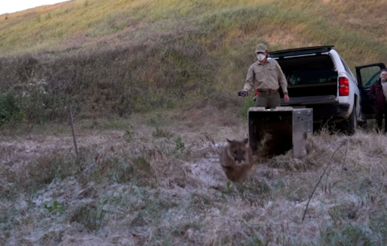 Resilient Mountain Lion Returns to Wilds of Central California After Remarkable Recovery