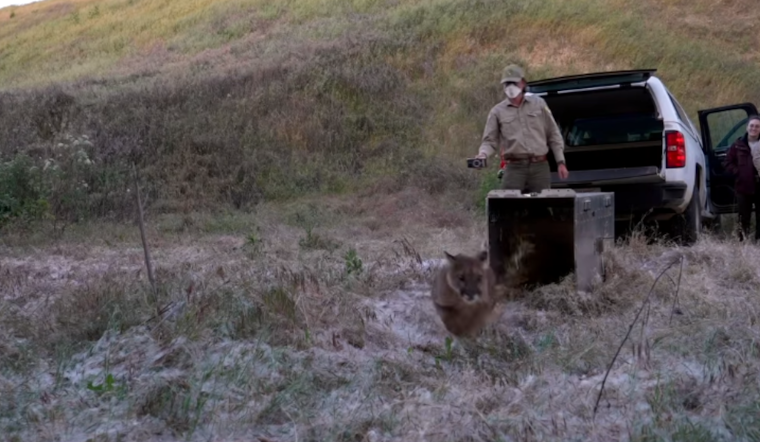 Resilient Mountain Lion Returns to Wilds of Central California After Remarkable Recovery