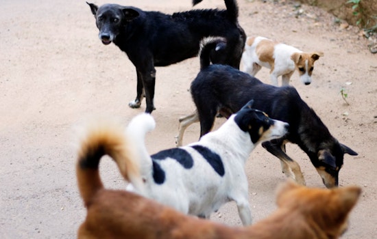 San Antonio Clears Way for Spay/Neuter Policy to Tackle Stray Dog Issue