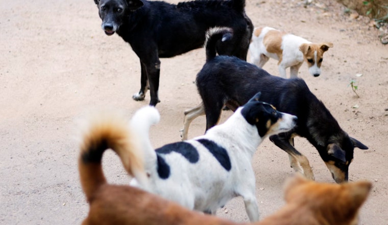 San Antonio Clears Way for Spay/Neuter Policy to Tackle Stray Dog Issue
