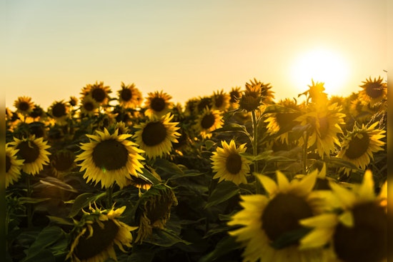 San Antonio's Traders Village Unveils Sunflower Extravaganza Open Every Weekend Through June 9