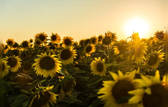 San Antonio's Traders Village Unveils Sunflower Extravaganza Open Every Weekend Through June 9