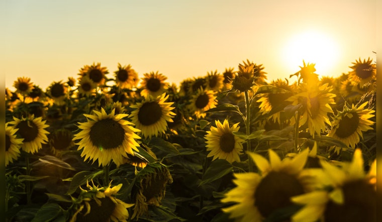 San Antonio's Traders Village Unveils Sunflower Extravaganza Open Every Weekend Through June 9