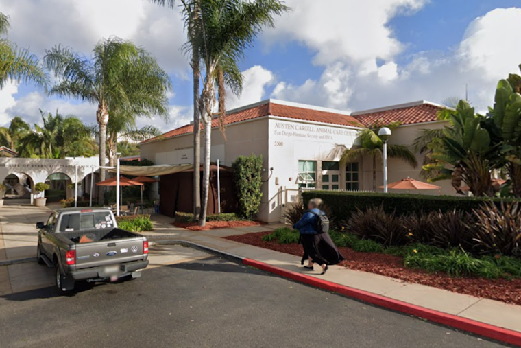 San Diego Animal Shelters Declare Emergency as Dog Population Soars, Urgent Community Support Needed
