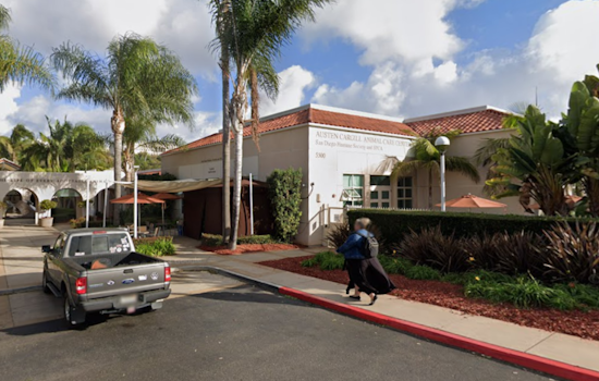 San Diego Animal Shelters Declare Emergency as Dog Population Soars, Urgent Community Support Needed