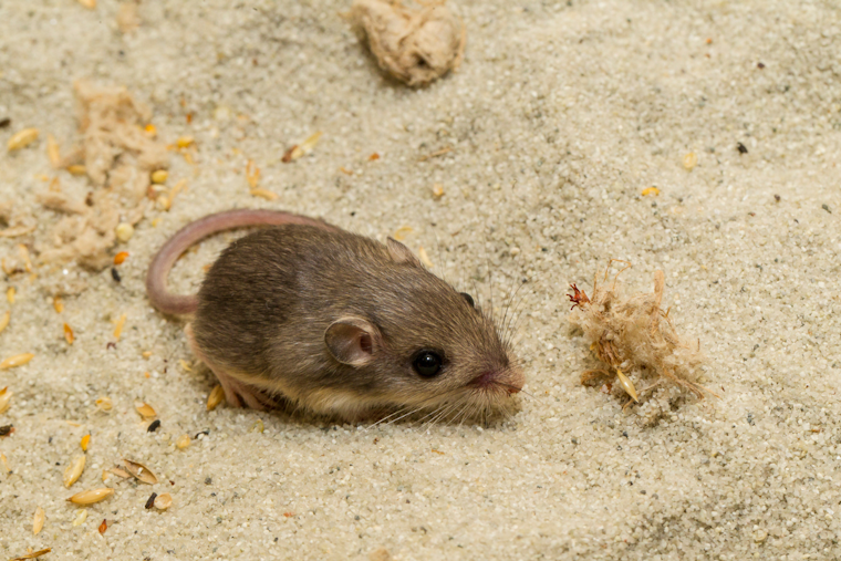 Pacific Pocket Mouse Reintroduced to Camp Pendleton in Multi-Agency Conservation Effort