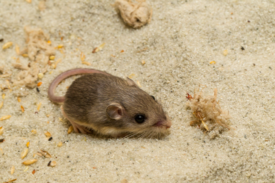 Pacific Pocket Mouse Reintroduced to Camp Pendleton in Multi-Agency Conservation Effort