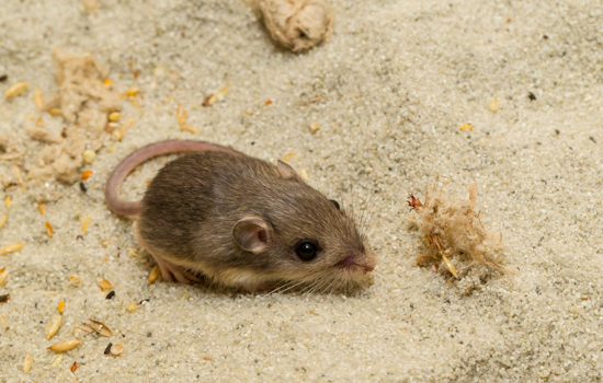 Pacific Pocket Mouse Reintroduced to Camp Pendleton in Multi-Agency Conservation Effort