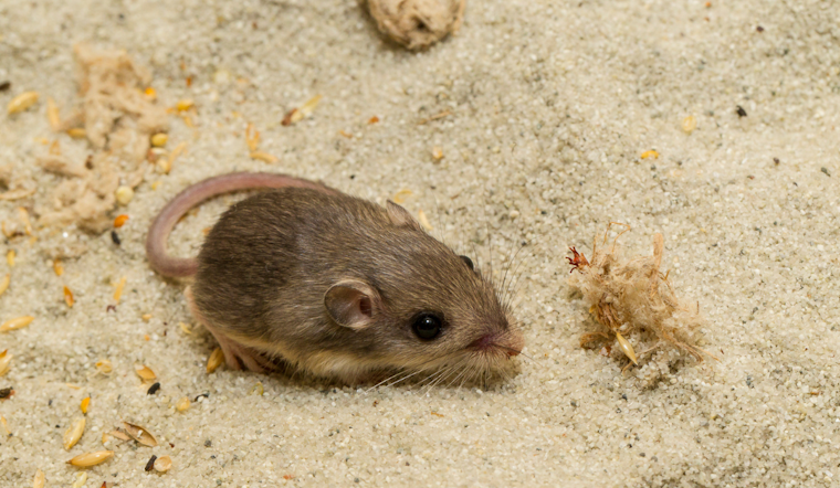 Pacific Pocket Mouse Reintroduced to Camp Pendleton in Multi-Agency Conservation Effort