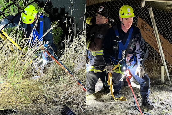 SF Dog 'Cushy-pup' Miraculously Unscathed After Being Chased Off Cliff by Raccoons
