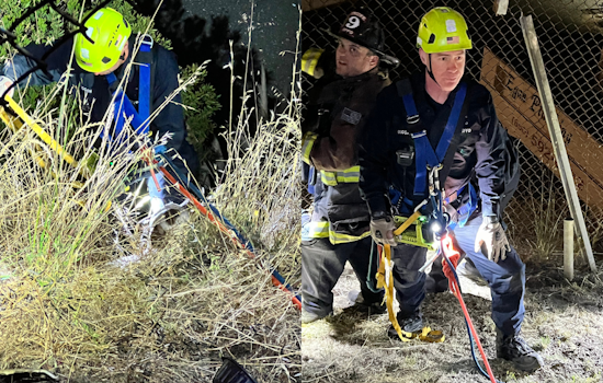 SF Dog 'Cushy-pup' Miraculously Unscathed After Being Chased Off Cliff by Raccoons