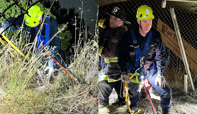 SF Dog 'Cushy-pup' Miraculously Unscathed After Being Chased Off Cliff by Raccoons