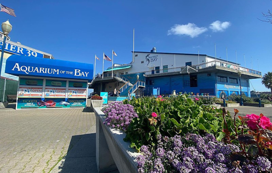 San Francisco's Aquarium of the Bay Stripped of Accreditation Amid Financial and Management Turmoil
