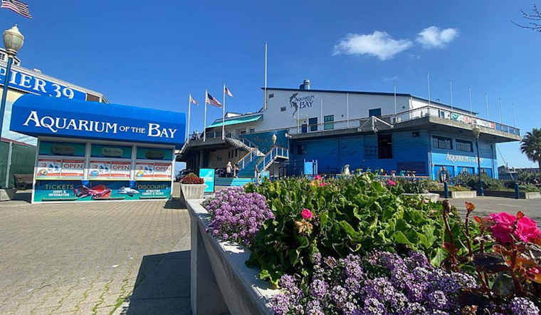 San Francisco's Aquarium of the Bay Stripped of Accreditation Amid Financial and Management Turmoil