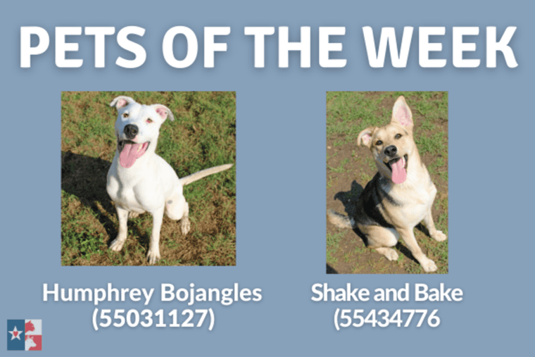 San Marcos Regional Animal Shelter Features Two Delightful Dogs as Pets of the Week with $10 Adoptions