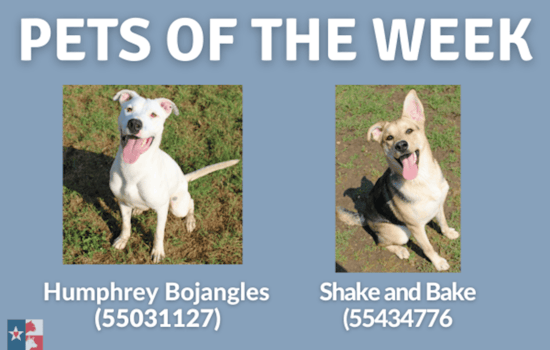 San Marcos Regional Animal Shelter Features Two Delightful Dogs as Pets of the Week with $10 Adoptions