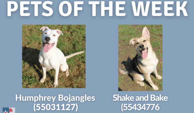 San Marcos Regional Animal Shelter Features Two Delightful Dogs as Pets of the Week with $10 Adoptions