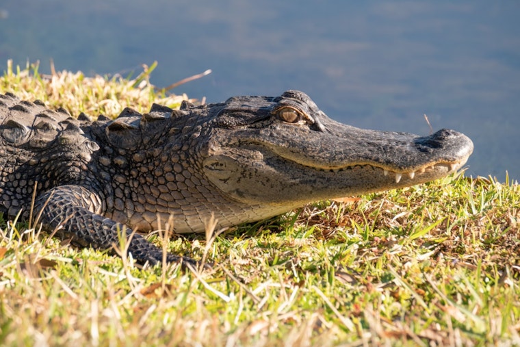 Search Intensifies for Emotional Support Alligator "Wally" Gone Missing in Georgia Swamp After Alleged Kidnapping