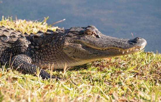 Search Intensifies for Emotional Support Alligator "Wally" Gone Missing in Georgia Swamp After Alleged Kidnapping