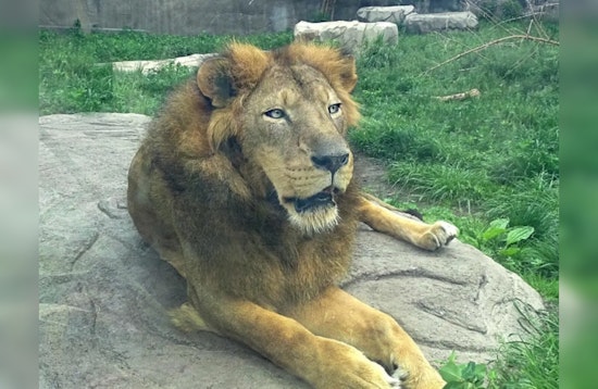 Simba the Lion to Bid Farewell to Detroit Zoo, Embarks on New Journey to Great Plains Zoo