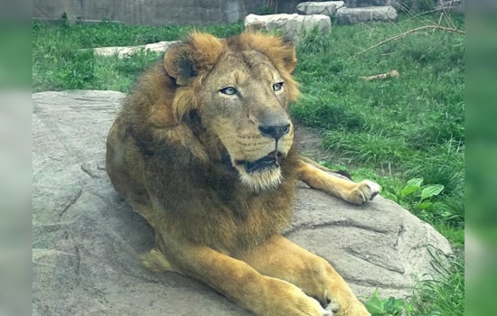 Simba the Lion to Bid Farewell to Detroit Zoo, Embarks on New Journey to Great Plains Zoo