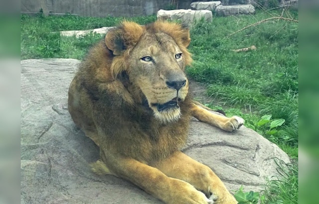 Simba the Lion to Bid Farewell to Detroit Zoo, Embarks on New Journey to Great Plains Zoo