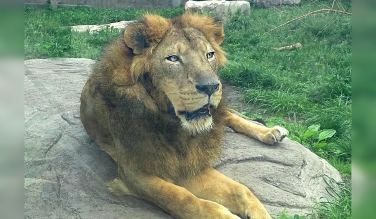 Simba the Lion to Bid Farewell to Detroit Zoo, Embarks on New Journey to Great Plains Zoo