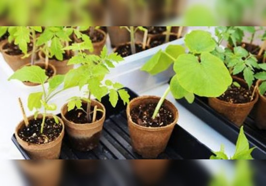 St. Louis Park Community to Blossom at Free Gardening Swap Event on June 4