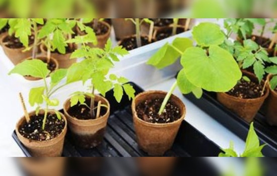 St. Louis Park Community to Blossom at Free Gardening Swap Event on June 4