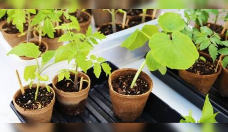 St. Louis Park Community to Blossom at Free Gardening Swap Event on June 4