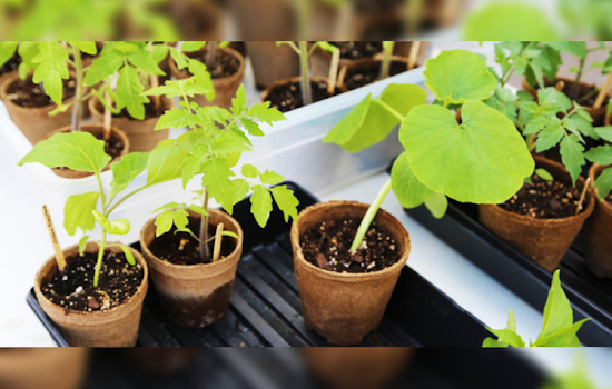 St. Louis Park Hosts Free Gardening Swap Event to Cultivate Community and Sustainability