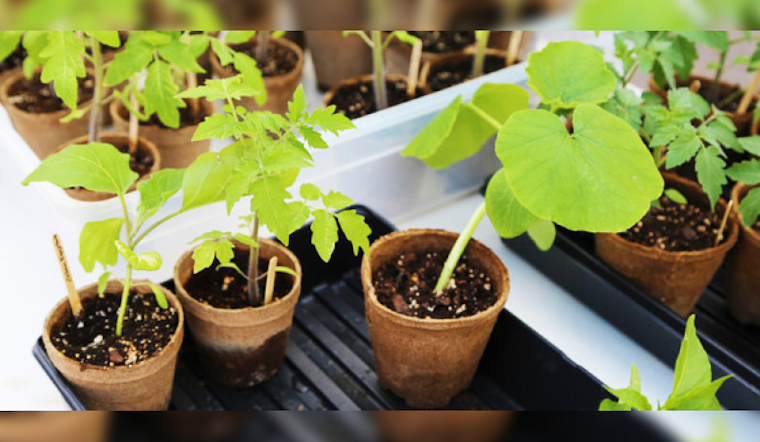 St. Louis Park Hosts Free Gardening Swap Event to Cultivate Community and Sustainability