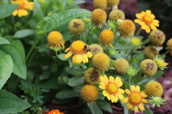 St. Louis Park Invites Aspiring Gardeners to Rain Garden Maintenance Workshop May 21