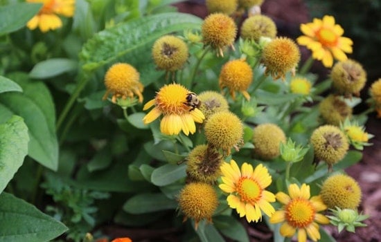 St. Louis Park Invites Aspiring Gardeners to Rain Garden Maintenance Workshop May 21
