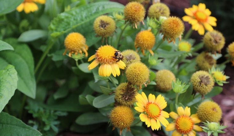St. Louis Park Invites Aspiring Gardeners to Rain Garden Maintenance Workshop May 21