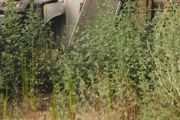 St. Louis Park Issues Ultimatum on Weeds and Lawn Overgrowth, Non-Compliance to Yield Fines