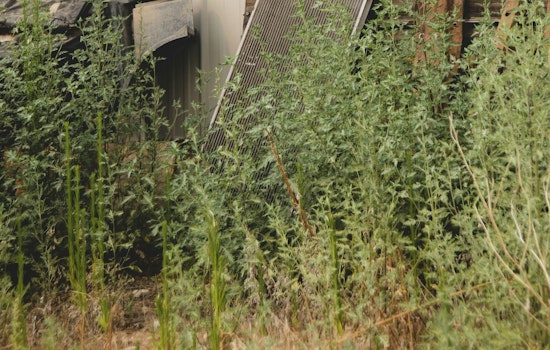 St. Louis Park Issues Ultimatum on Weeds and Lawn Overgrowth, Non-Compliance to Yield Fines