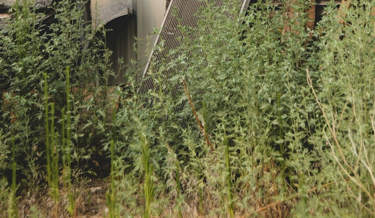 St. Louis Park Issues Ultimatum on Weeds and Lawn Overgrowth, Non-Compliance to Yield Fines
