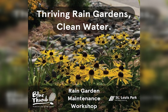 St. Louis Park Launches Rainwater Rewards Program, Urges Eco-Friendly Landscaping for Improved Stormwater Management