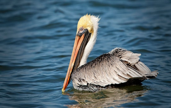  Starving Brown Pelicans Found Across Southern California Coast and Cities