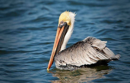 Starving Brown Pelicans Found Across Southern California Coast and Cities