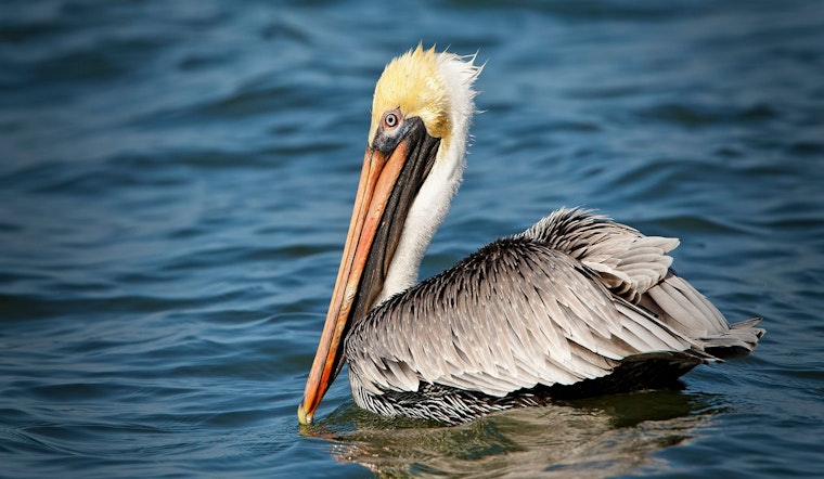 Starving Brown Pelicans Found Across Southern California Coast and Cities